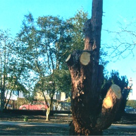 Tree Stump Before 1