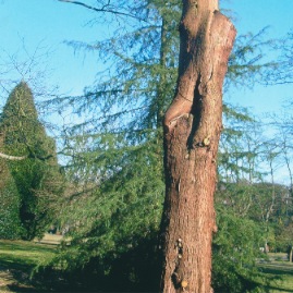 Tree Stump Before Swordfish