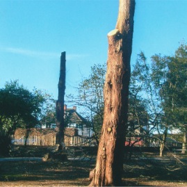 Tree Stump Before Bench
