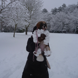 Photo 35 - Dog covered in Snow