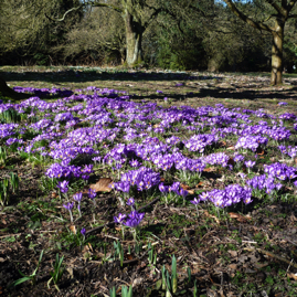 Crocuses Valley Gardens - 2010