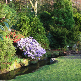 Photo 57 - Rhododendrum and Stream