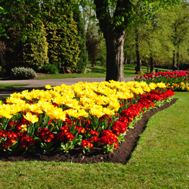 Tulips for Marge 1