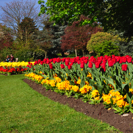 Tulips for Marge 2