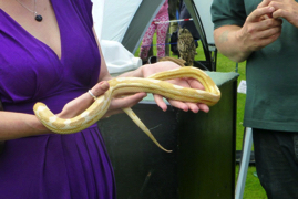 Snake handling in VG 280615